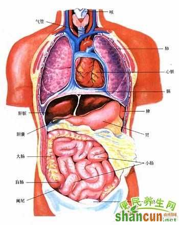 五脏六腑器官分布图
