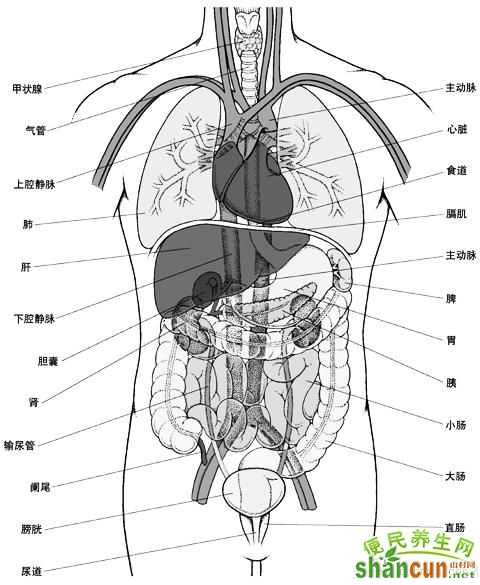 五脏六腑器官分布图 山村