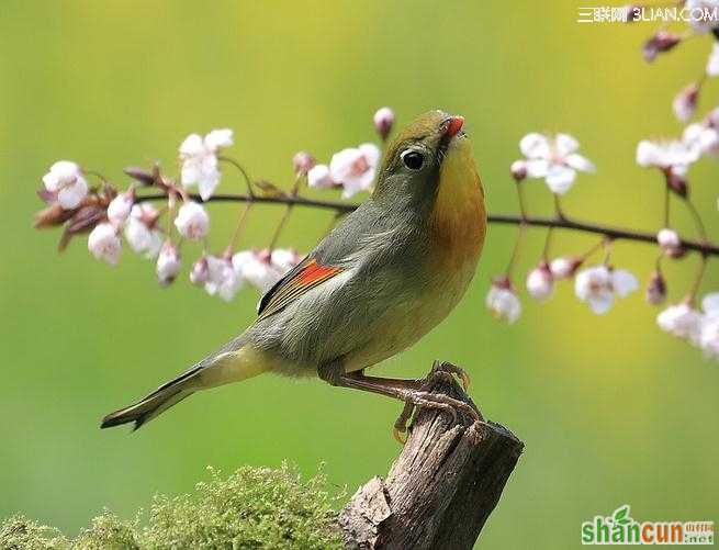 立春时节话养生            山村