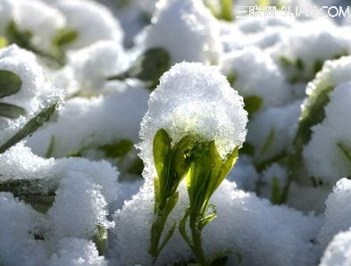 雨水节气养生 防倒春寒           山村