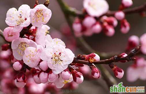 春季易发的“桃花癣”疾病防治         山村