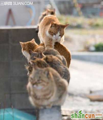 冬季养生变暖暖小常识            山村