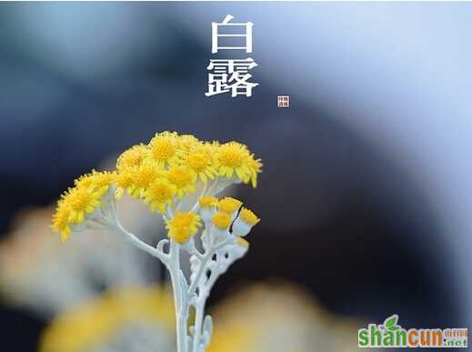 白露时节怎么养生         山村