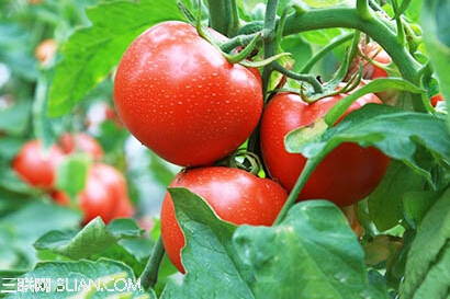西红柿是不是越红越防癌 山村