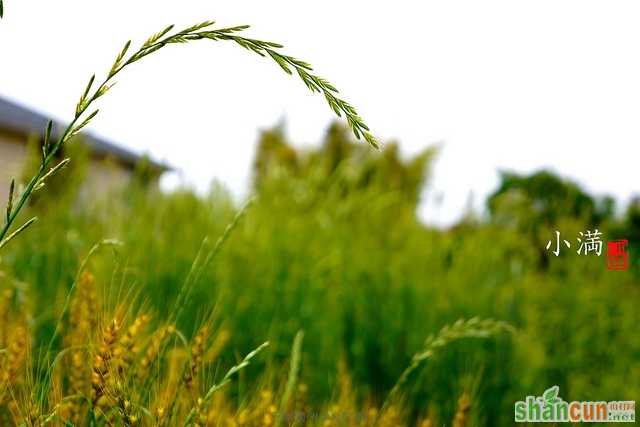 小满时节慎防5种病 山村