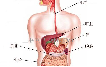 胃在哪个位置(图)    山村