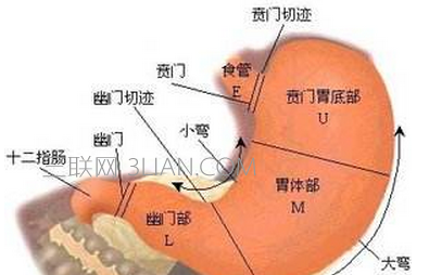 胃在哪个位置图    山村