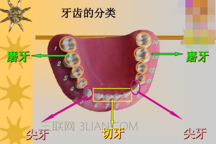 牙齿分类   山村