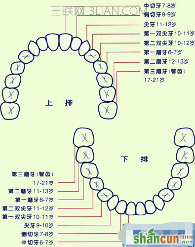 牙齿名称示意图_各个牙齿的名称    山村