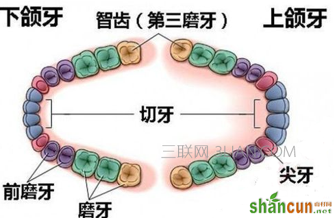 拔智齿能瘦脸吗    山村