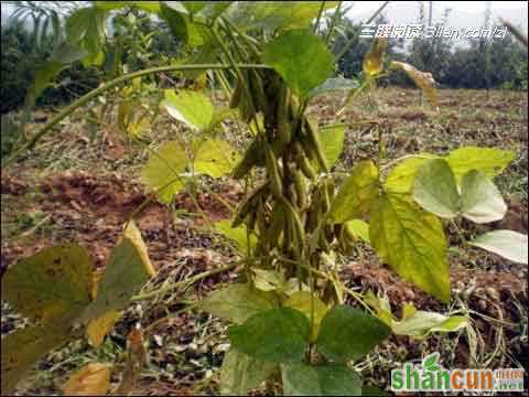 寒露节气大豆收获技巧 山村阅读