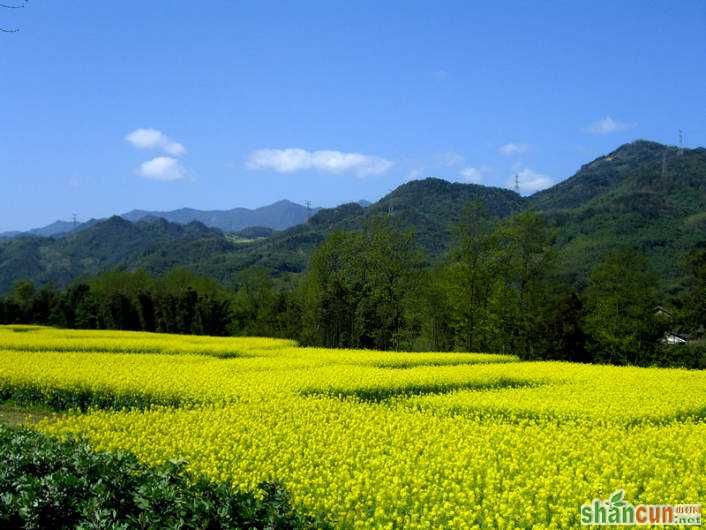 立春油菜注意防倒伏             山村