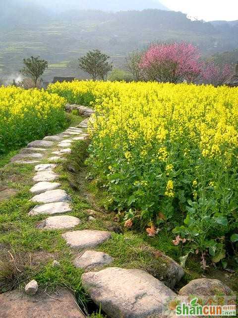 立春油菜管理具体措施技术要点    山村