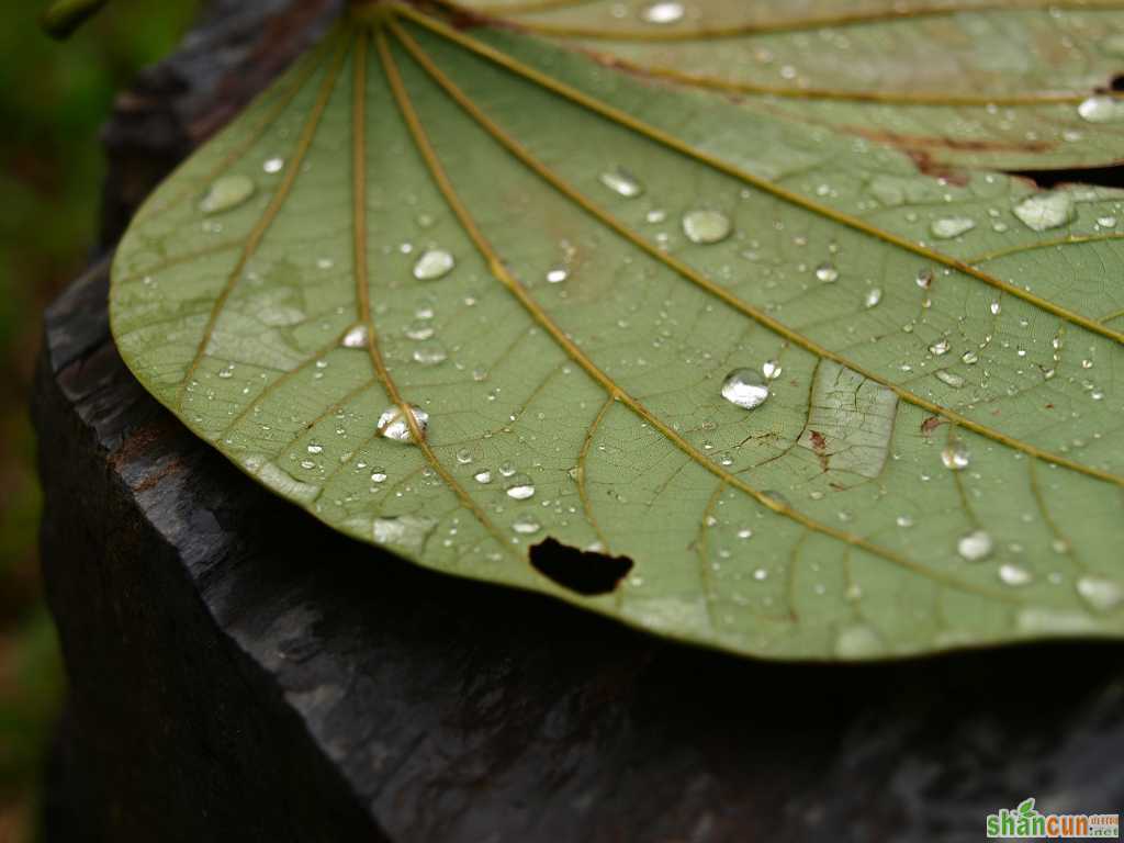 雨水节气中国地域农事                  山村