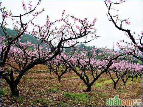 雨水期间桃园管理                  山村