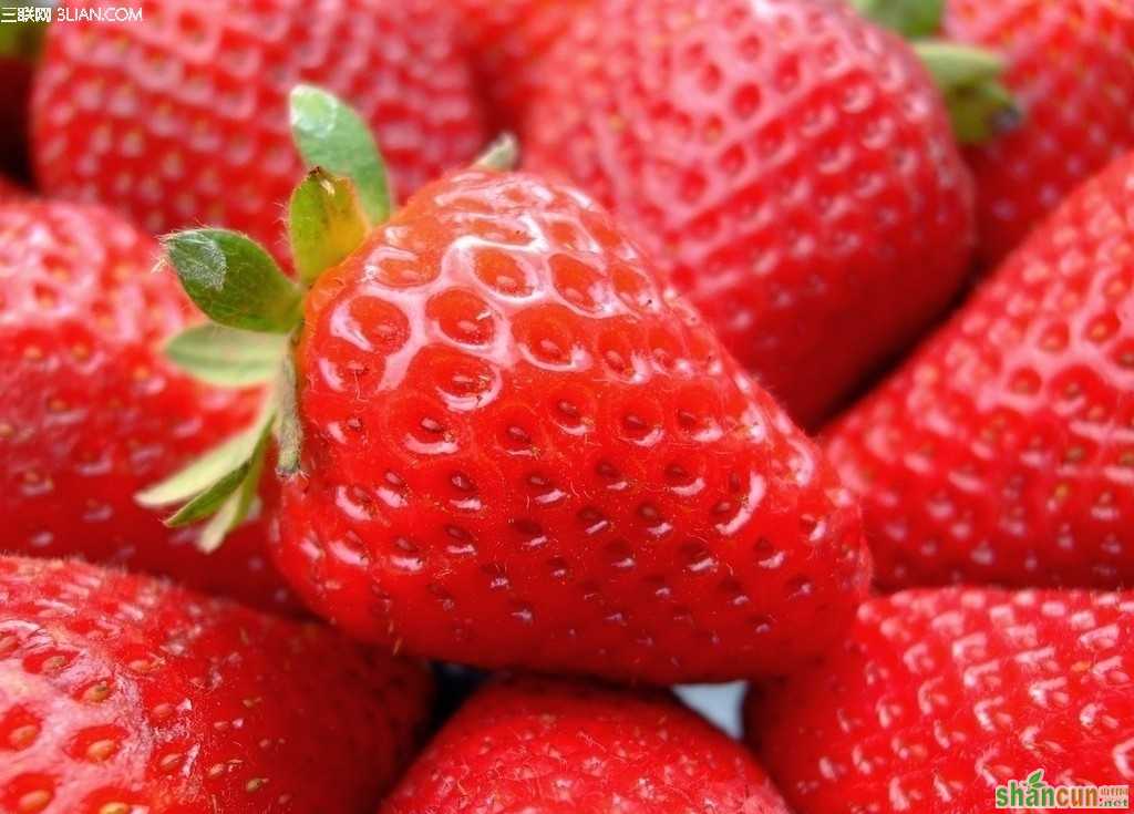 如何预防草莓病毒病 山村