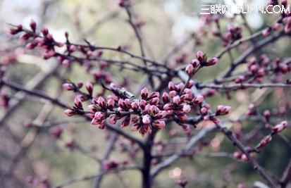 植树如何易成活 山村