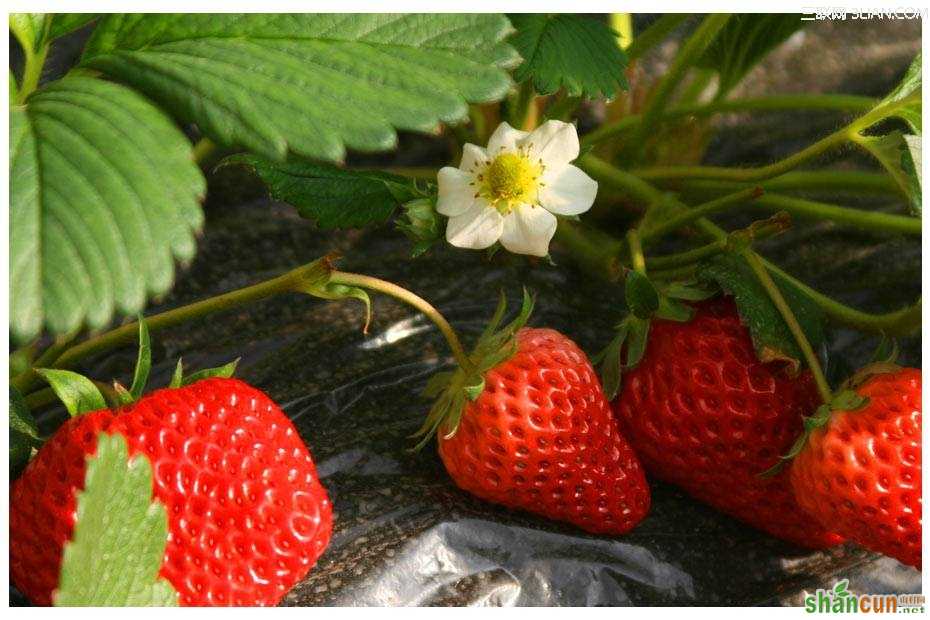 如何培育优质草莓 山村