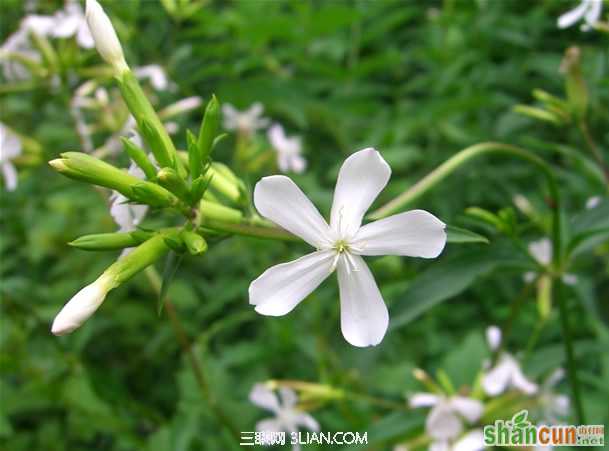 肥皂草的功效与作用           山村