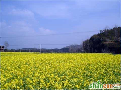 立春庄稼怎样防倒伏 山村