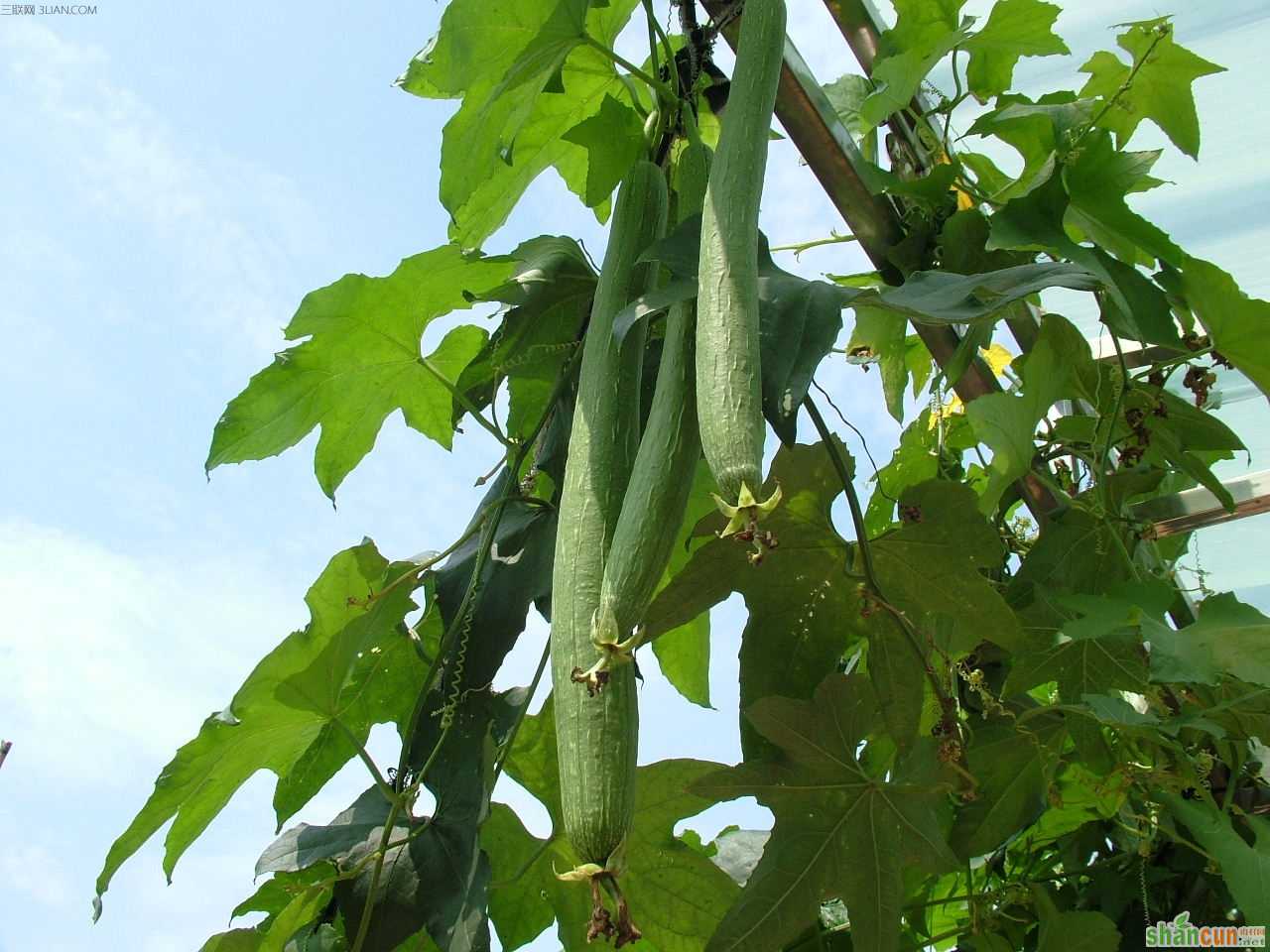 夏植丝瓜的栽培管理技术 山村