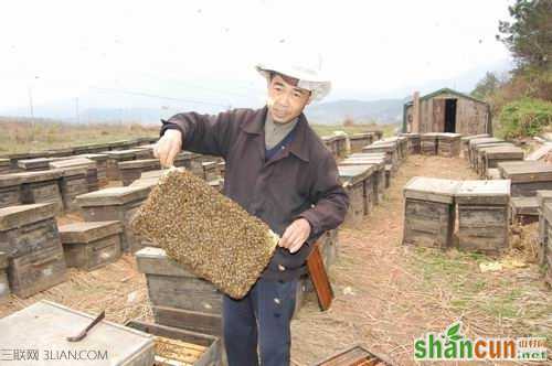 大暑时节养蜂的注意事项     山村