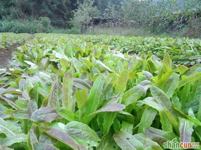 莴笋种子催芽方法 山村