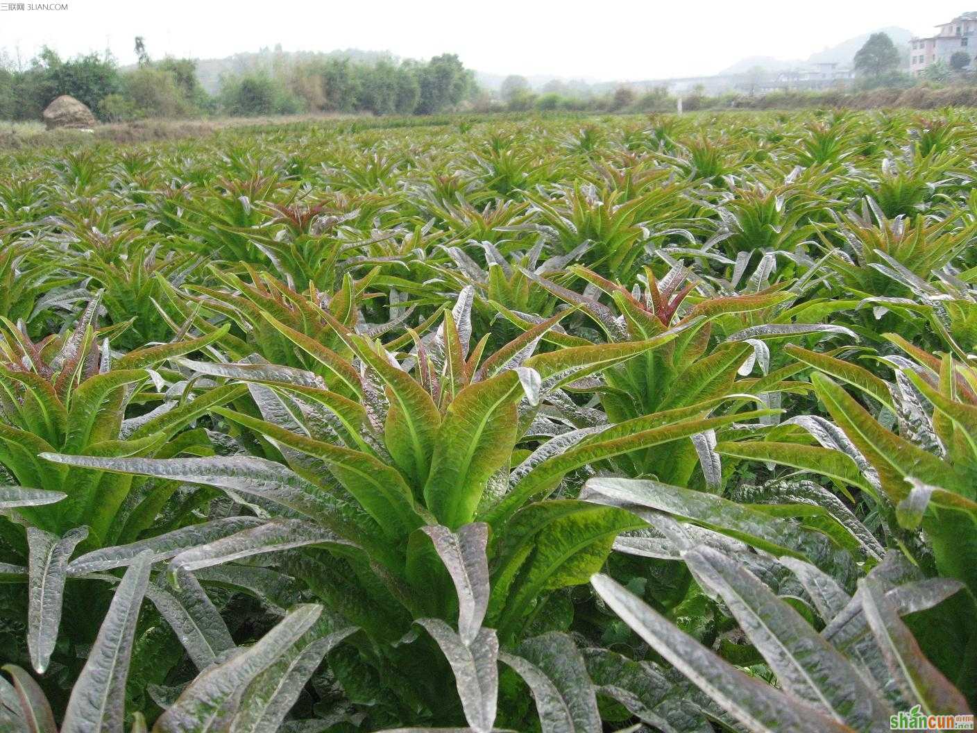 如何种好秋莴笋 山村