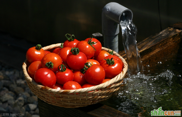番茄的水插育苗的效果好 山村
