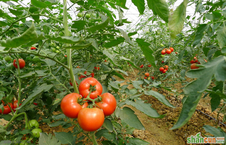秋延迟番茄高产栽培要点 山村