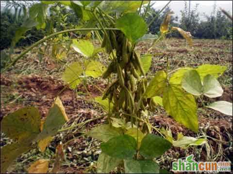 寒露节气大豆收获的技巧 山村