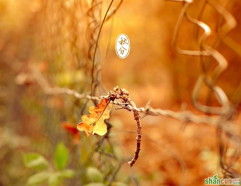 秋分的农事有哪些     山村