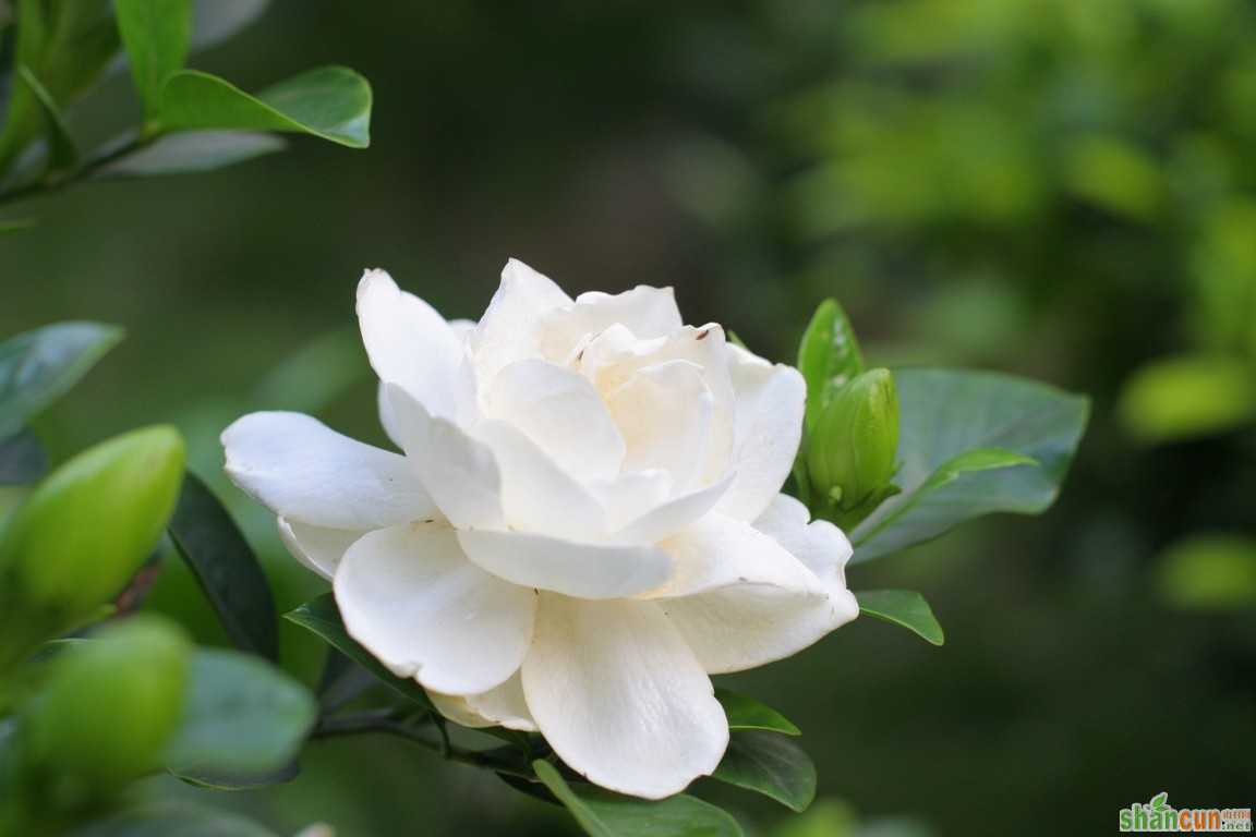 怎样防治栀子花缺铁黄化病 山村