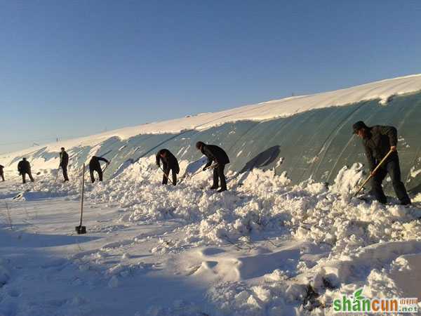 如何防御冬至期间大棚雪害 山村