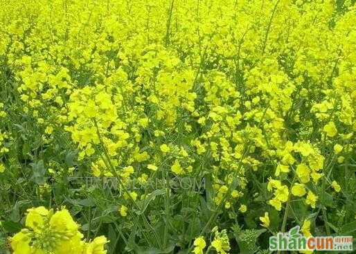 油菜的种植方法和时间   山村