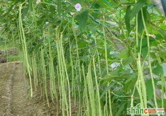 长豆角种植时间和方法   山村