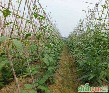 豇豆的种植方法和时间    山村