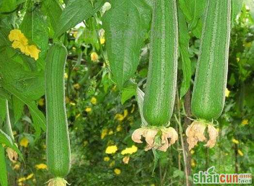 露天丝瓜的种植方法   山村