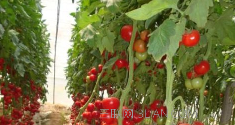 番茄种植技术     山村