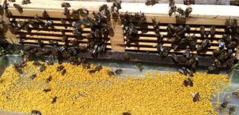 蜜蜂养殖    山村