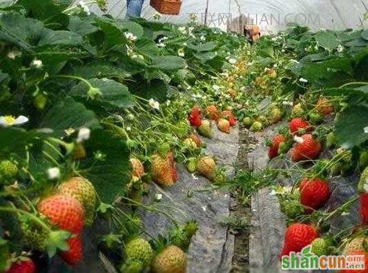 草莓的种植方法及时间  山村
