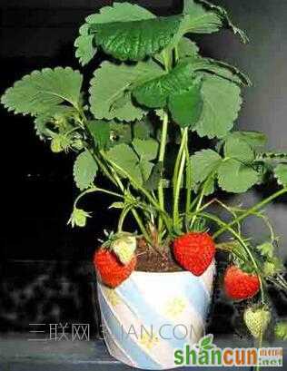 家庭阳台草莓种植方法   山村
