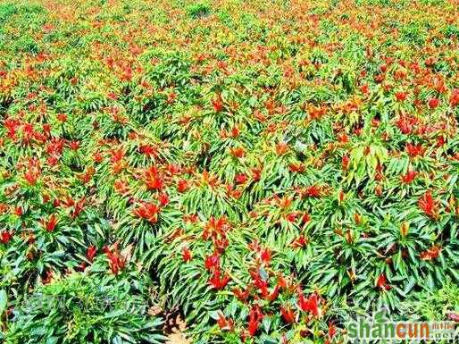 辣椒的种植方法和时间   山村