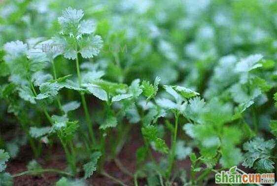 香菜的种植方法和时间   山村