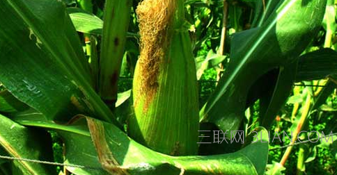 玉米种植     山村
