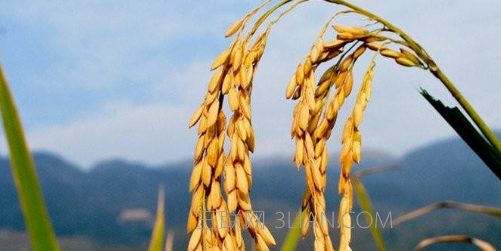 谷子怎么种植？谷子种植时间    山村