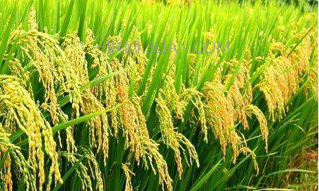 水稻怎么种植？水稻种植技术    山村