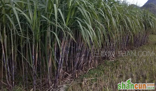  甘蔗种植技术    山村