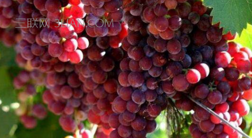  葡萄的种植方法和技术    山村