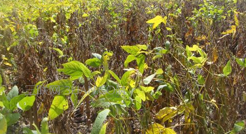  黄豆种植时间和技术    山村